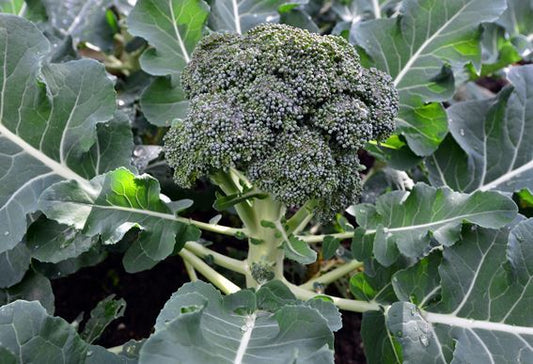 Cauliflower & Broccoli